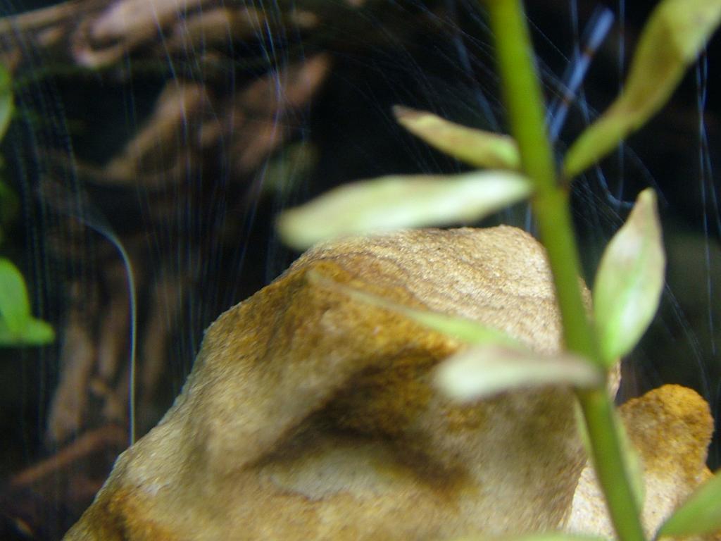 Aqua 040.JPG